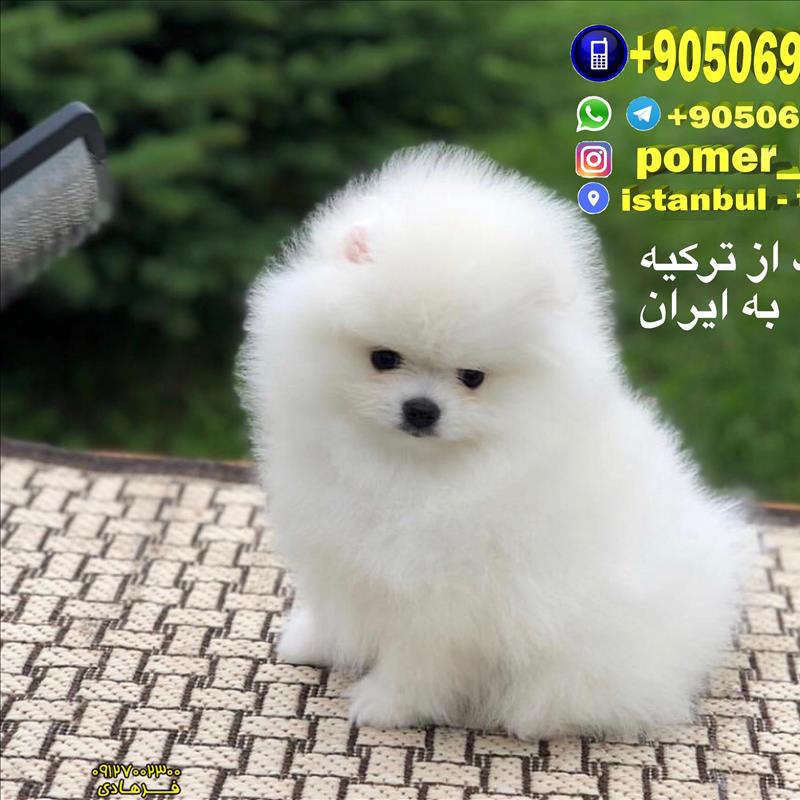سگ پامرانین خرسی سفید