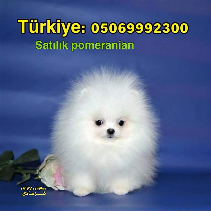 سگ پامرانین سفید