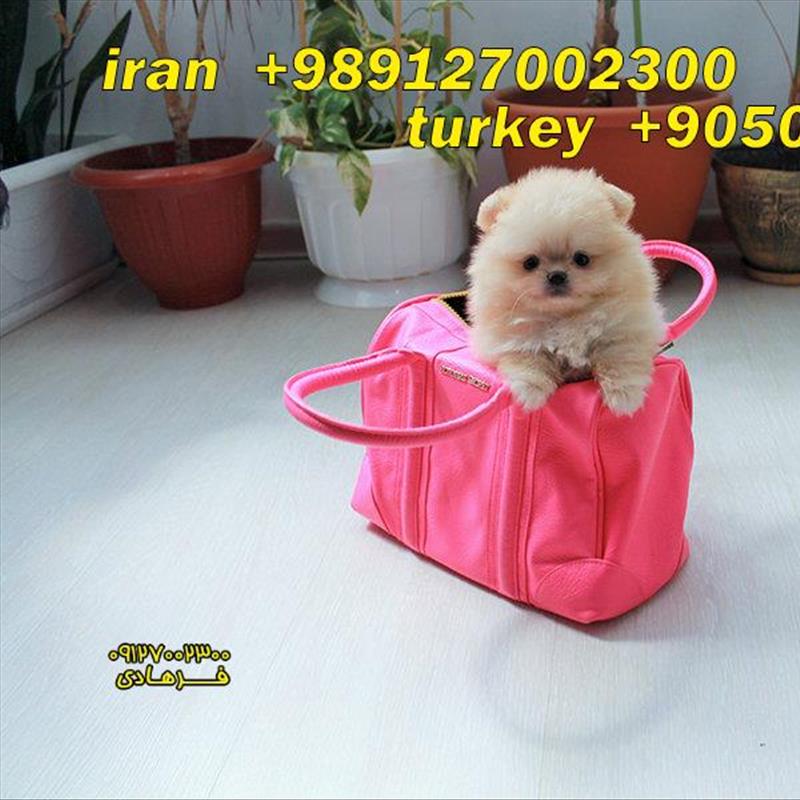 پامرانین تیکاپ