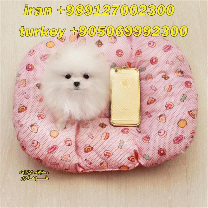 توله پامرانین سفید