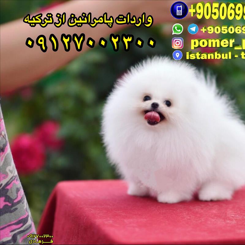 فروش سگ پامرانین خرسی