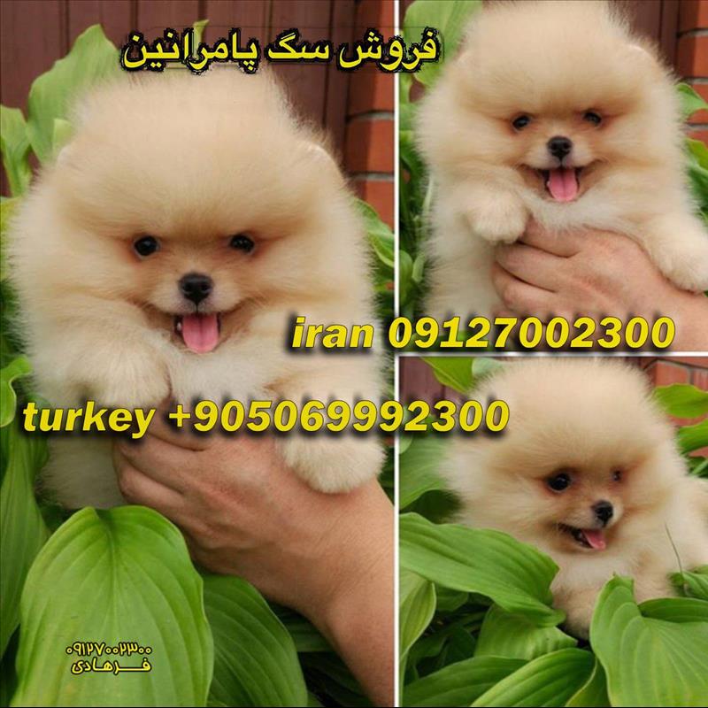 فروش توله های چمپیون