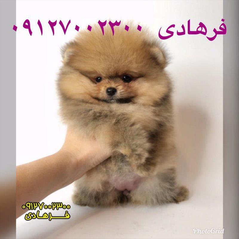 فروش توله پامرانین پرتقالی