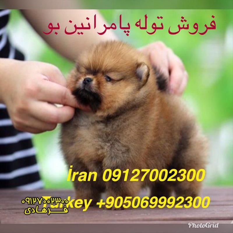 فروش پامرانین چمپیون