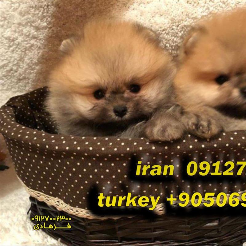 توله پامرانین ریز خرسی
