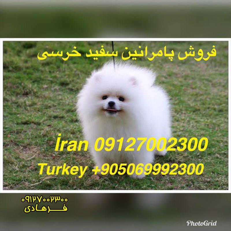 فروش پامرانین چمپیون
