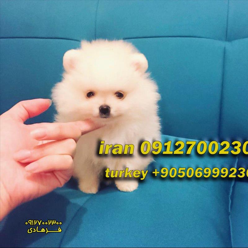 توله پامرانین ریز خرسی