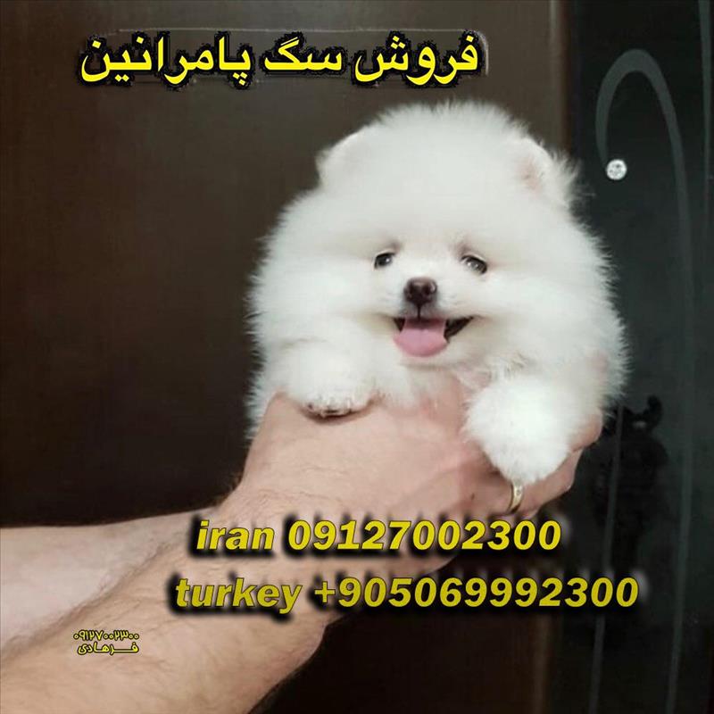 فروش توله پامرانین سفید تیکاپ
