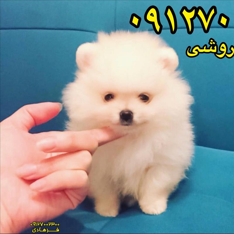 پامرانیین خرسی سفید ارزان قیمت