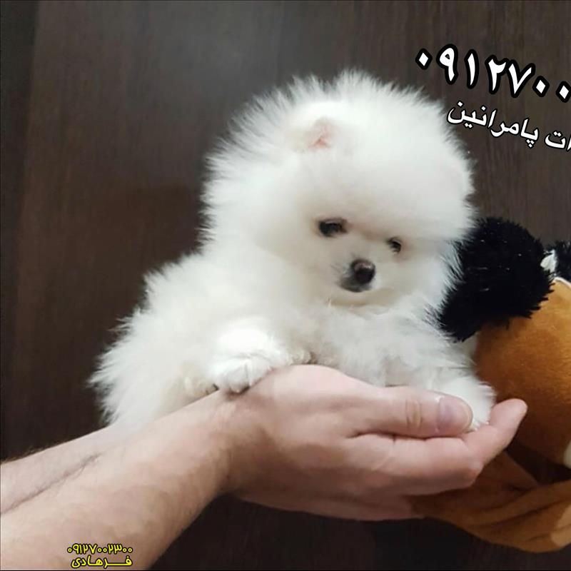 پامرانین خرسی مینی