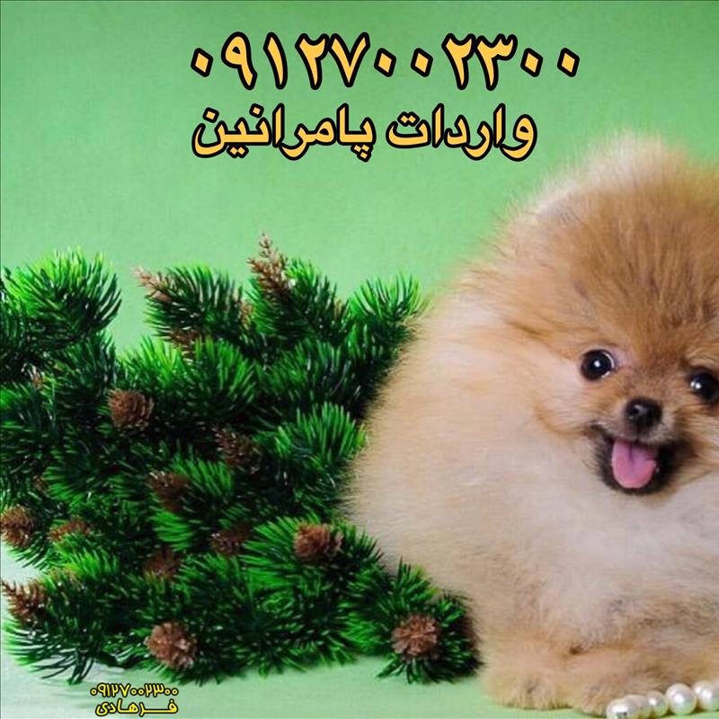 پامرانین خرسی پرتقالی 