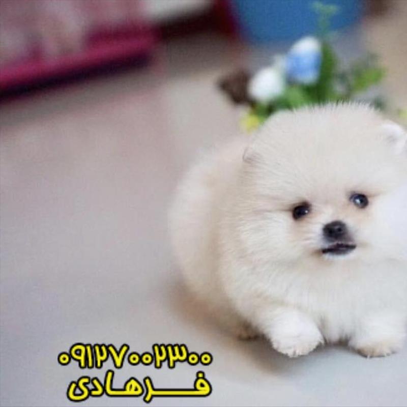 پامرانین خرسی فروشی