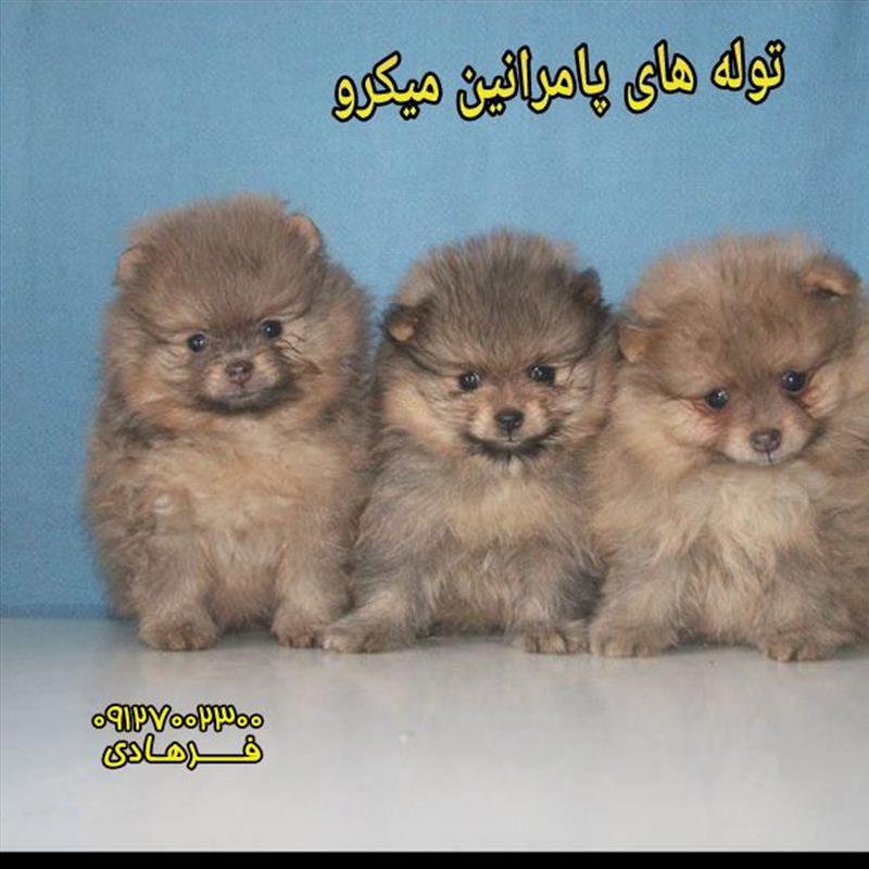 فروش سگ مینیاتوری پامرانین