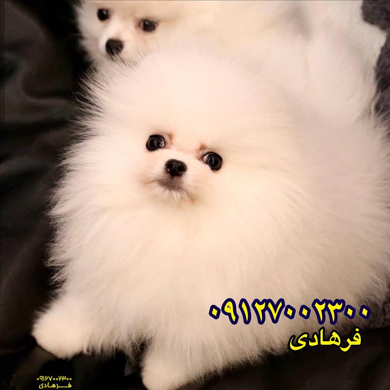 سگ پامرانین سفید خرسی فروشی