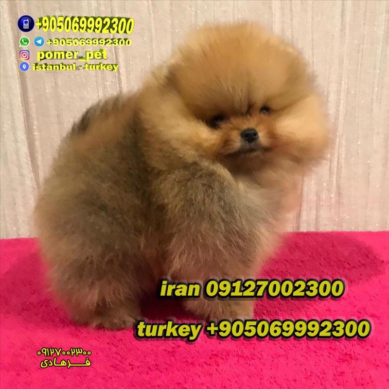 فروش توله پامرانین تیکاپ پرتقالی