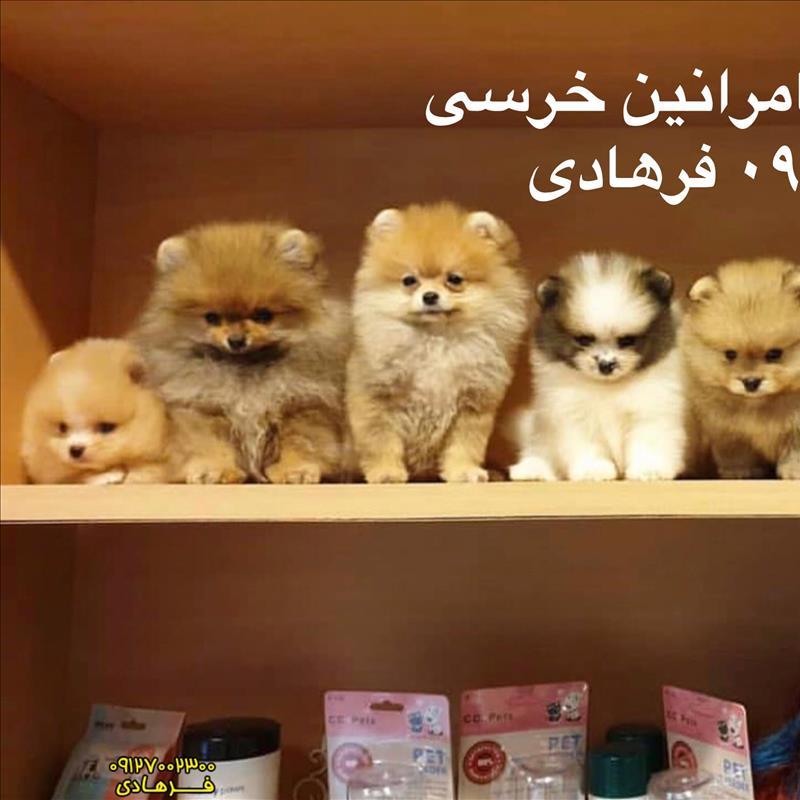 توله های پامرانین خرسی برای فروش