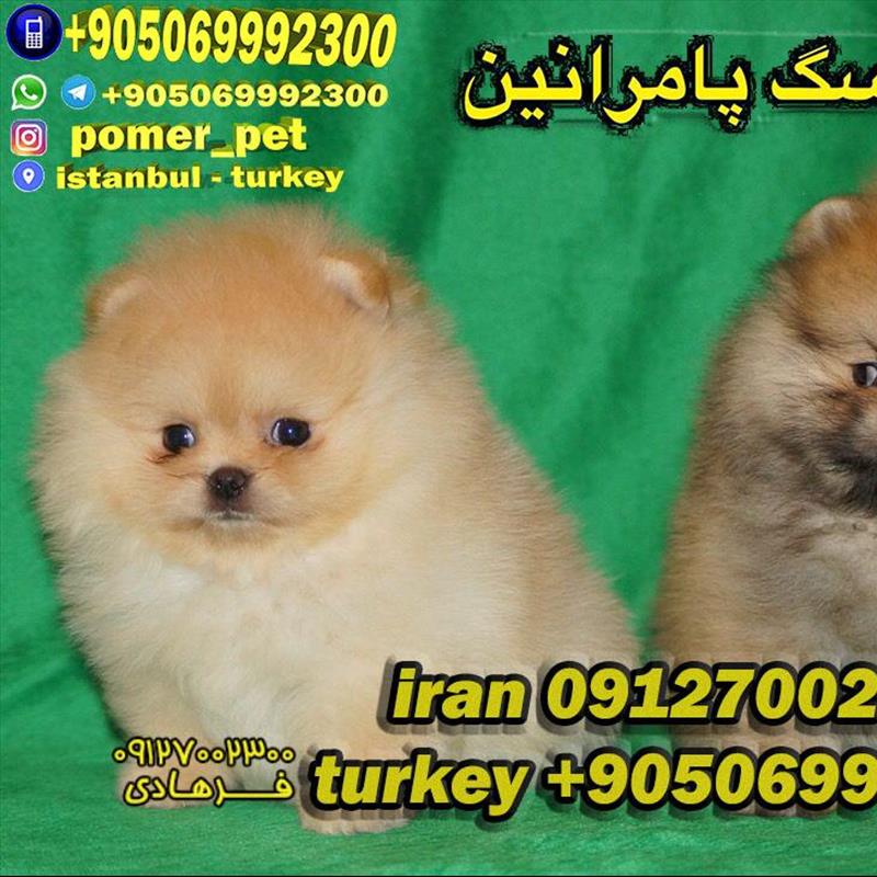 فروش توله پامرانین وارداتی
