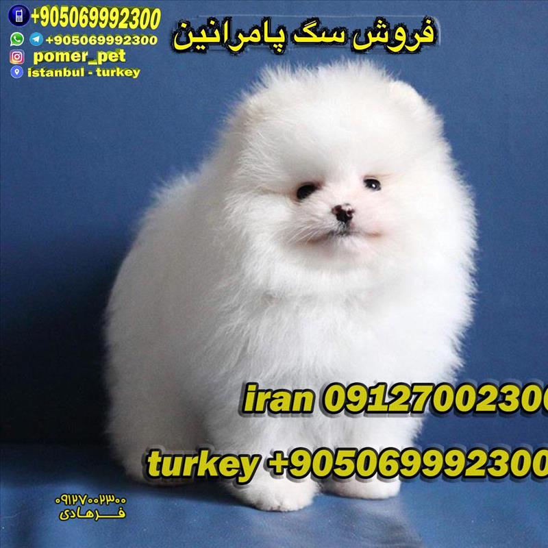 فروش توله پامرانین وارداتی سفید