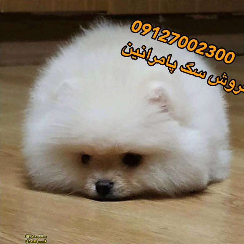 سگ پامرانین خرسی فروش