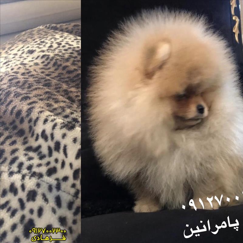پامرانین بو فیس فروشی