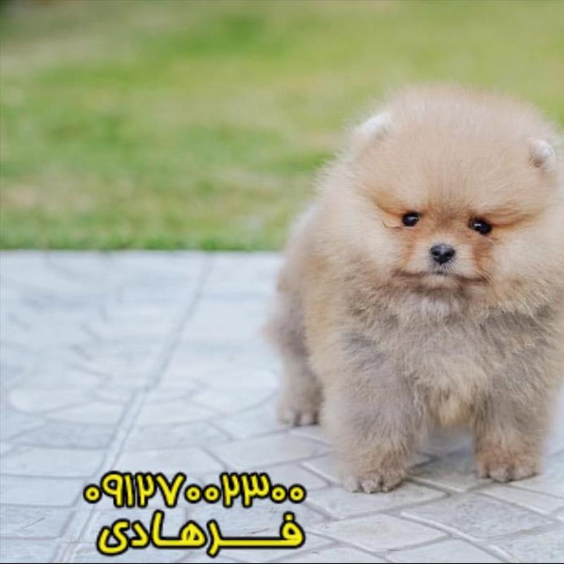 پامرانین خرسی  وارداتی پخش عمده به سراسر نقاط