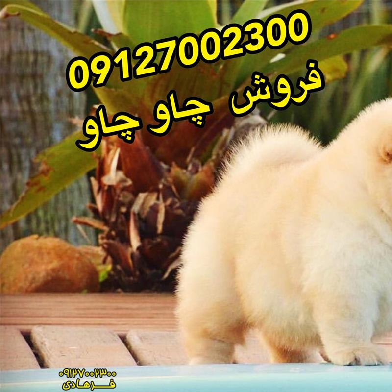 فروش سگ چاو چاو