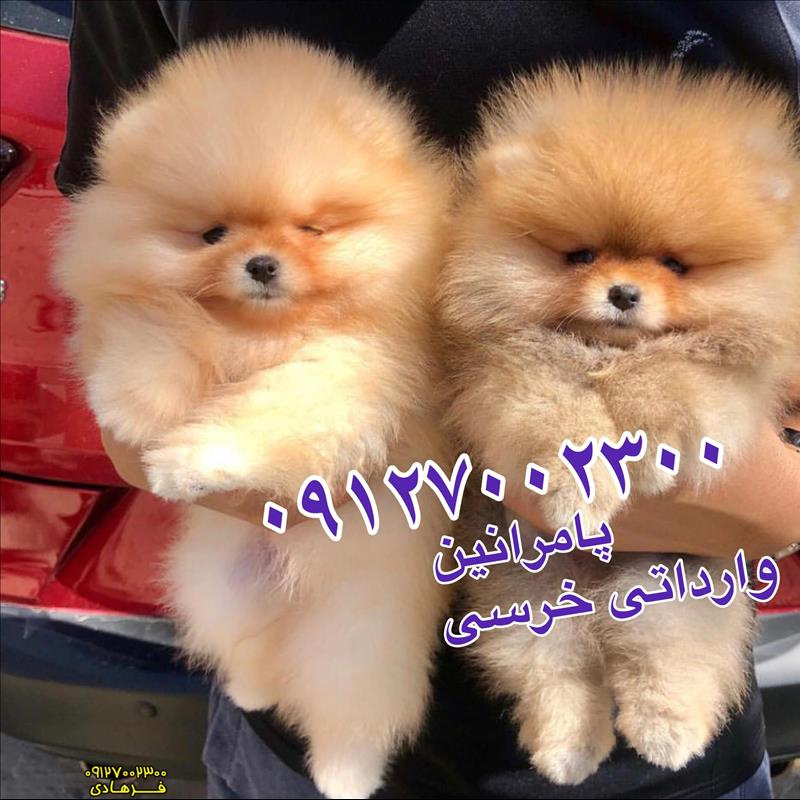 سگ پامرانین خرسی فروشی