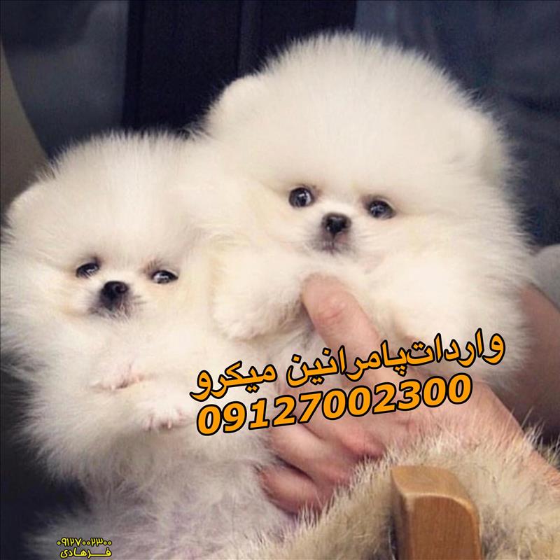 پامرانین سفید میکرو فروشی