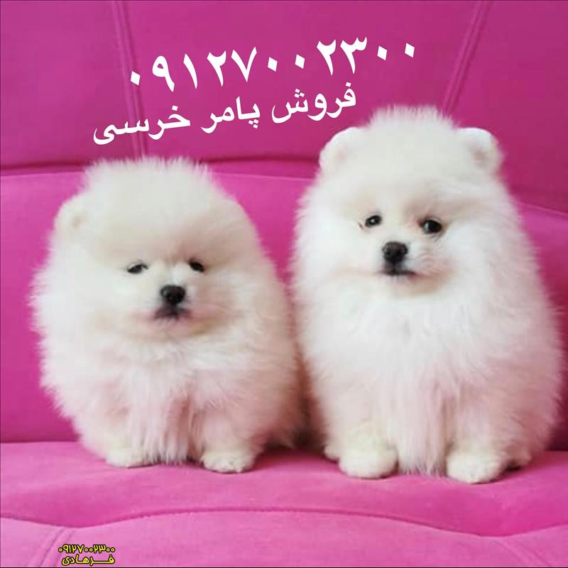 سگ پامرانین سفید خرسی 