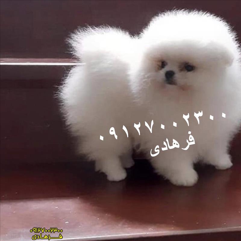 پامرانین خرسی مو بلند
