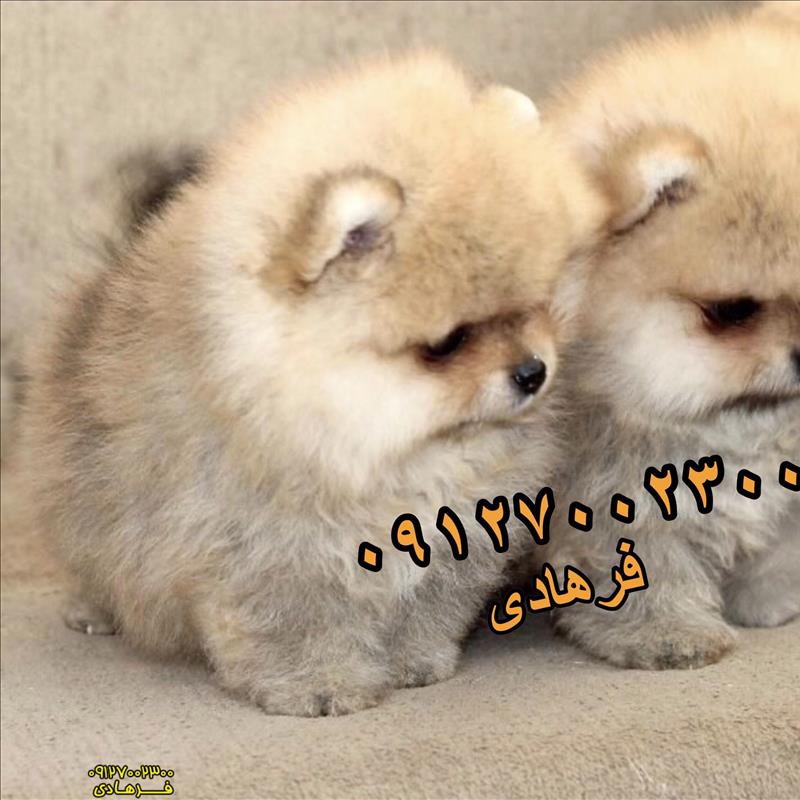 پامرانین خرسی پرتقالی رنگ