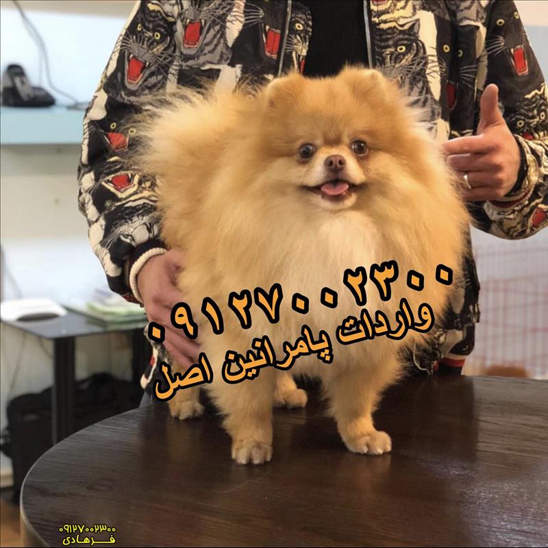 سگ پامرانین نر برای فروش