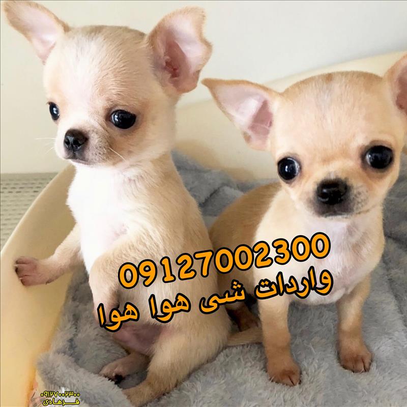 فروش سگ شی هواهوا 