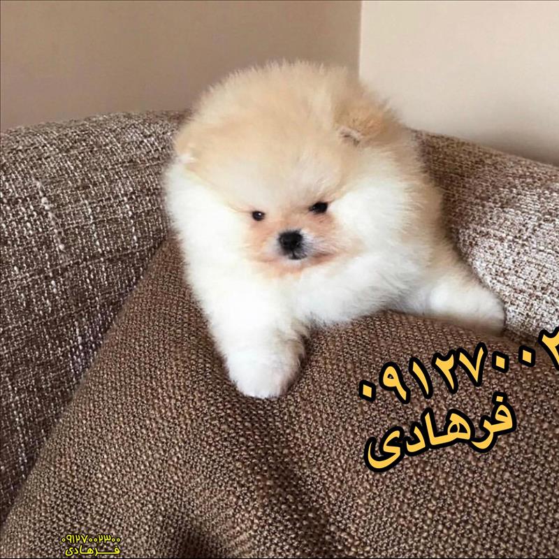 پامرانین خرسی فروشی