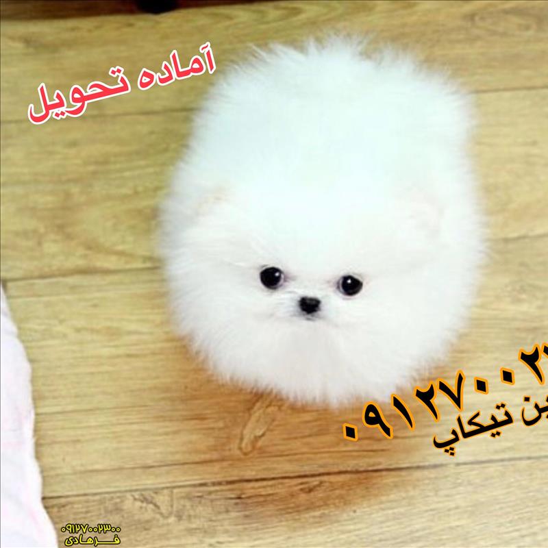 توله پامرانین وارداتی خرسی