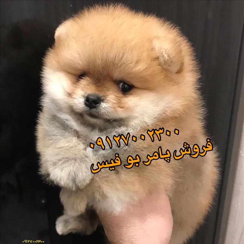 سگ پامرانین خرسی