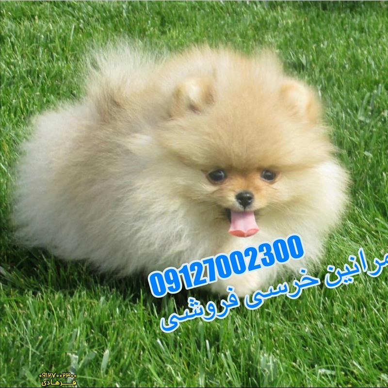سگ پامرانین خرسی نسکافه ای