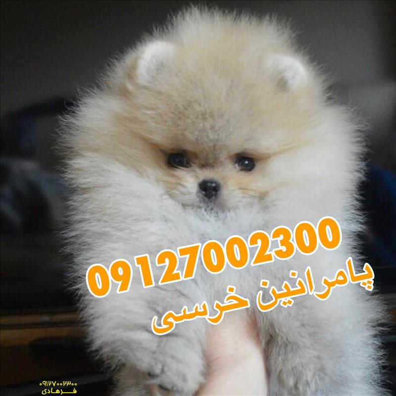 سگ پامرانین وارداتی