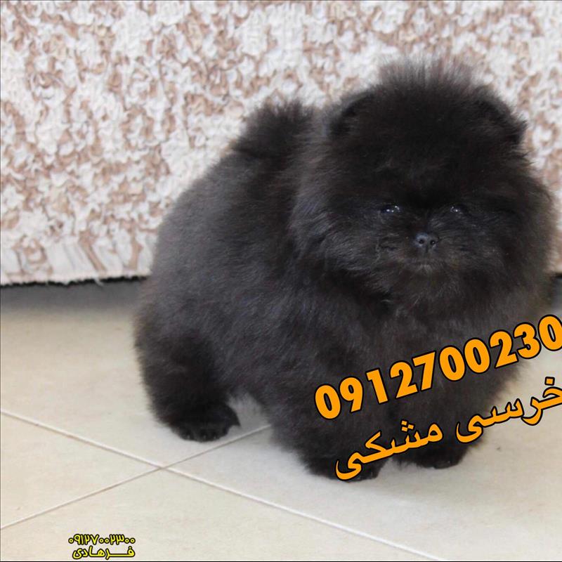 سگ پامرانین مشکی رنگ خاص 