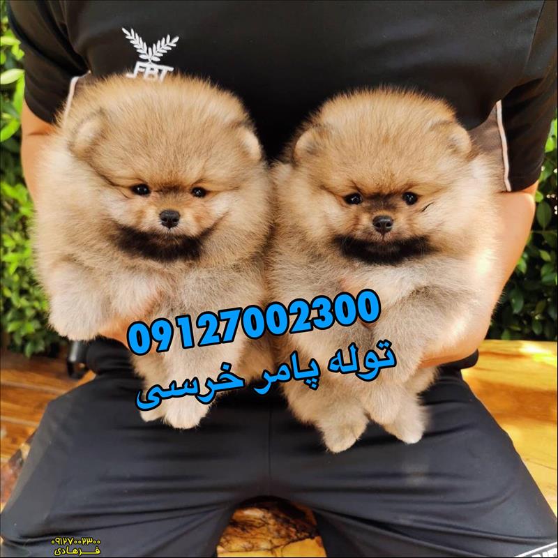 سگ پامرانین خرسی وارداتی