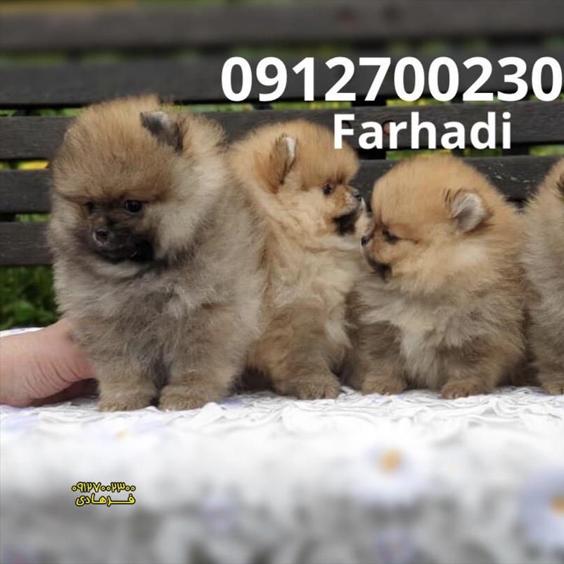 پامرانین خرسی بو فیس