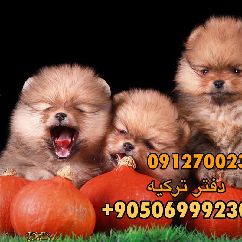 پامرانین خرسی
