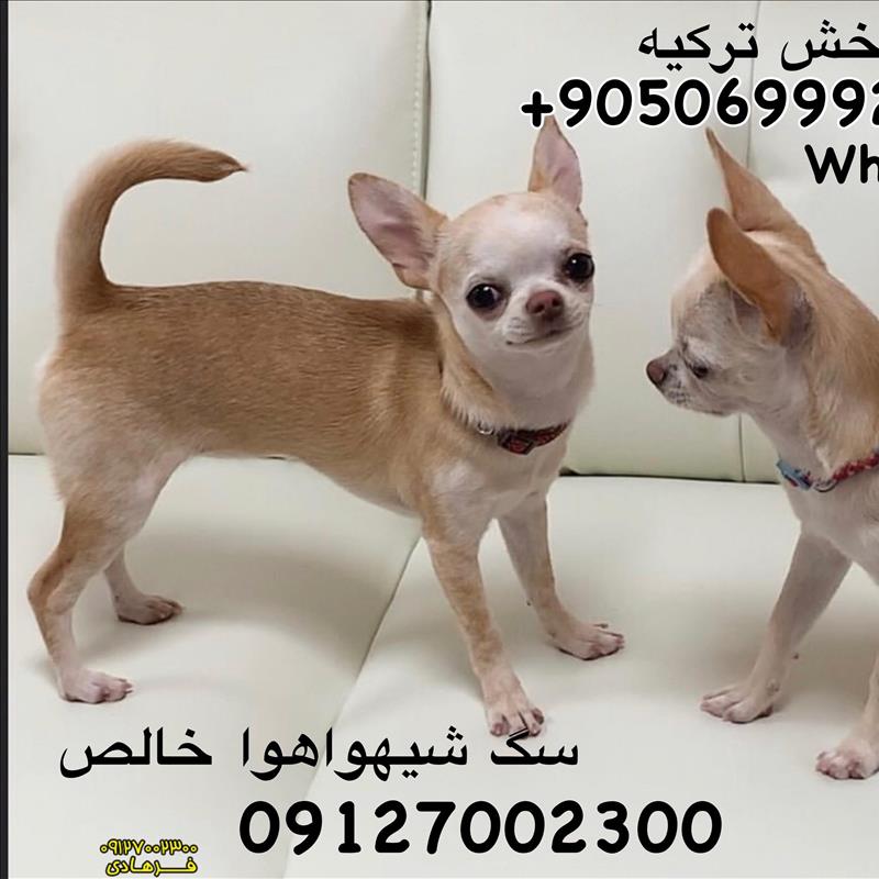 سگ شی هواهوا