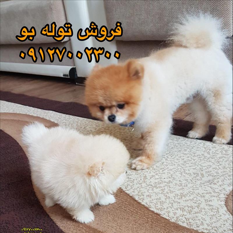 سگ پامرانین بو خرسی