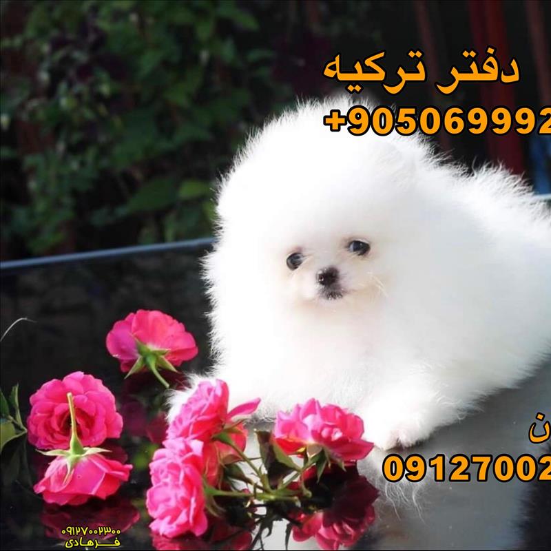 پامرانین عروسکی سفید