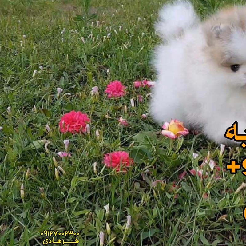 سگ بو پامرانین