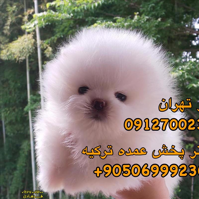 سگ پامرانین خرسی 