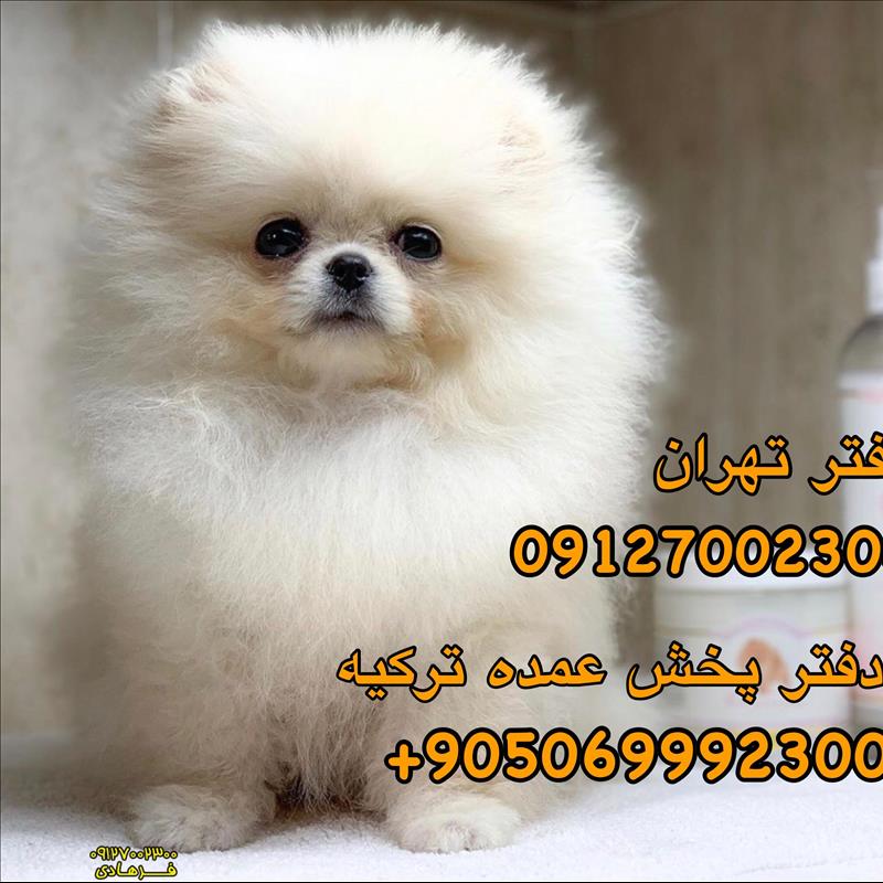 پامرانین خرسی سفید