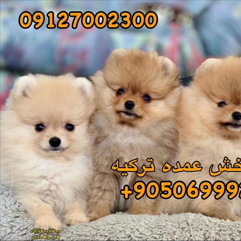 سگ پامرانین وارداتی خرسی 