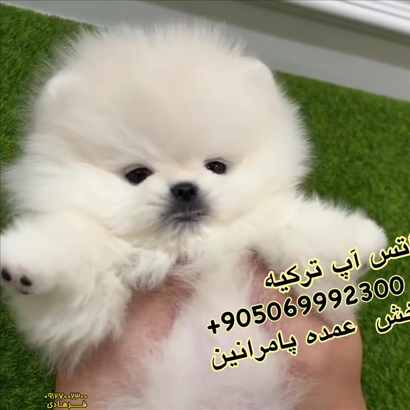 سگ پامرانین وارداتی